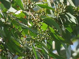 Image result for Eucalyptus paniculata