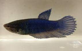Butterfly halfmoon male #13 $39.99; Half Moon Female Betta Vang Bettas