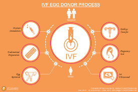 Test results, often used together with an ultrasound of your ovaries, can help p. Infographic How Does Ivf Process Work Ivf Conceptions