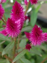 Image result for Celosia argentea