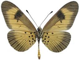 Image result for Mikania sagittifera