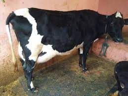 Maybe you would like to learn more about one of these? Black White Hf Cow Black White Hf Cow Supplier Trading Company Karnal India