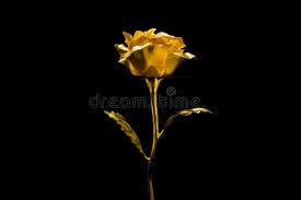 Plant with lily of the nile 'peter pan' characteristics landscape size. 5 012 Golden Rose Black Background Photos Free Royalty Free Stock Photos From Dreamstime