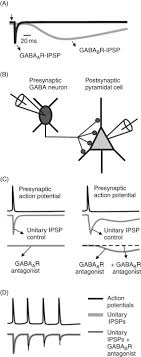 An inhibitory postsynaptic potential (ipsp) is a kind of synaptic potential that makes a postsynaptic neuron less likely to generate an action potential. Inhibitory Postsynaptic Potential An Overview Sciencedirect Topics