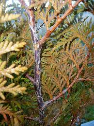 Image result for kabatina thujae