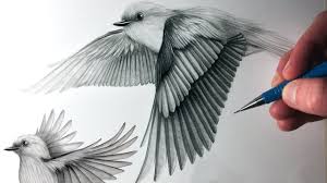 Sketch Bird In Flight Drawing How To Draw Birds Flying Youtube Bird Drawings Bird Sketch Flying Bird Drawing