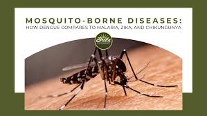 Image result for Dengue