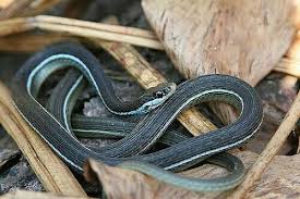 Black And Yellow Striped Snake Georgia Bluestripe Ribbon Snake Thamnophis Sauritus Nitae Snake Beautiful Snakes Snake Venom