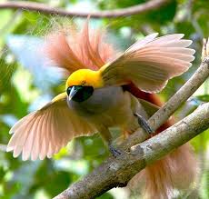 Png Bird Of Paradise Images Goldie S Bird Of Paradise Paradisaea Decora Aves Hermosas Aves Aves Exoticas