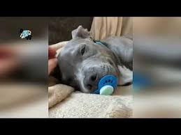 Try Not To Laugh Compilation Funniest Animal Videos 2020 Best Funny Dogs Videos Funniest Cutest And M Funny Animal Videos Funny Dog Videos Funny Animals