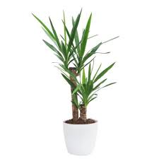 The main problem i saw with the yucca cane is a lighter leaf color. Yucca Plant Care Guide How To Care For Yucca Plants