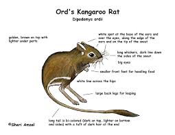 Ords Kangaroo Rat Kangaroo Rat Ords Kangaroo Rat
