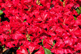 We did not find results for: The Bush Of Blossom Spring Red Flower Stock Photo Picture And Royalty Free Image Image 35126194