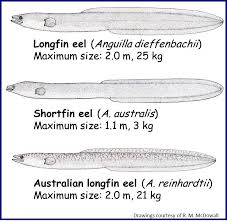 Tuna Freshwater Eels In New Zealand Niwa But the more you play with it, the more it will learn. tuna freshwater eels in new zealand