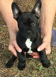 At cfbr we pride ourselves on finding the right home for every frenchie. North Ft Myers Fl French Bulldog Meet Black Bart A Pet For Adoption