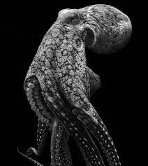 Psbattle Portrait Of A Octopus Photoshopbattles Octopus Photography Octopus Pictures Octopus