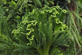 Sicheltanne Malerischer Nadelbaum Aus Fernost Sicheltanne Pflanzen Japanischer Garten