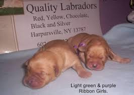 Fox red labrador puppies for sale. Red Fox Labradors For Sale New York