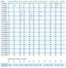 35 unexpected labrador puppy height chart