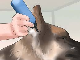 Puppies have not yet developed their cartilage, and so, their ears are still not matured as a puppy, the german shepherd's cartilage is not strong enough and cannot hold up the weight of their big ears. How To Tape Up Stubborn German Shepherd Puppy Ears With Pictures