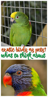 Exotic Birds You Can Have As Pets Pin On Other People S Pets
