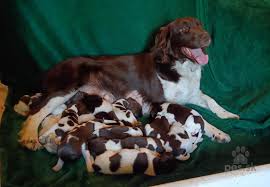 Image result for Malý münsterlandský ohař