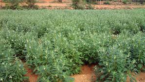 Image result for Sesamum