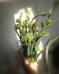 Check spelling or type a new query. 8 Jenis Bunga Untuk Sayuran Nomor 7 Pasti Kamu Tahu Titipku