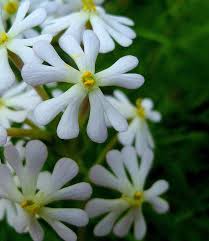 Plant database entry for night phlox (zaluzianskya capensis 'midnight candy') with 2 images. Zaluzianskya Capensis Or Night Phlox Midnight Candy Night Phlox Night Blooming Flowers Night Phlox Flower
