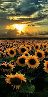 Animatedwallpaper Videowallpaper Livewallpaper Gifwallpaper Animated Video Gif Wallpaper Beautiful Photos Of Nature Nature Photography Nature Pictures