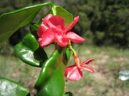 Image result for Alafia caudata