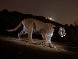 Maybe you would like to learn more about one of these? The Secret Life Of L A S Wildlife In Pictures Los Angeles Magazine