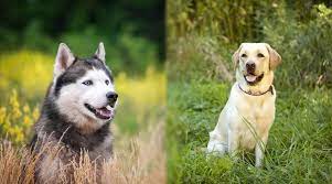 Siberian Husky Vs Labrador Retriever Which Is A Better Family Dog