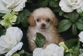 Learn more about poodle rescue of michigan in novi, mi, and search the available pets they have up for adoption on petfinder. Toy Poodle Puppy For Sale Adoption Rescue For Sale In Huntsville Alabama Classified Americanlisted Com