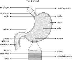 Answer to the area labeled b is five times the area times the area labeled a. Anatomy And Physiology Of The Stomach Canadian Cancer Society