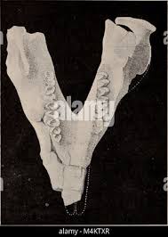 Image result for Gyrodoma