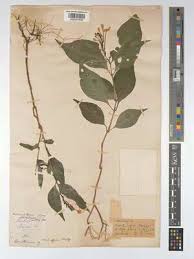 Image result for Ruspolia australis