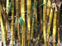 Image result for Bambusa vulgaris
