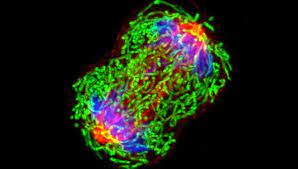 Videos, podcasts, graphics, feature articles, and print materials. What Is Cancer National Cancer Institute