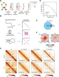 If you need a rollback of uc browser, check out the app's version history on uptodown. Cohesin Residency Determines Chromatin Loop Patterns Biorxiv