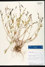 Image result for Alysicarpus glumaceus