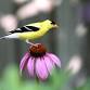 Wooded Island Birding Outing — Chicago Bird event image