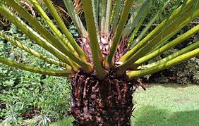 Image result for Cycas thouarsii