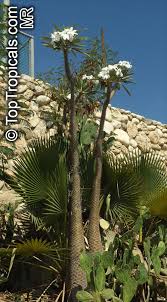 Image result for Pachypodium
