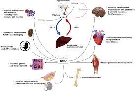 Nutrient Bioavailability An Overview Sciencedirect Topics