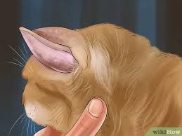 Both types of lung cancer primarily affect cats that are over ten years of age. 3 Ways To Identify Lumps On Your Cat Wikihow