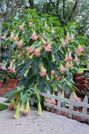 Buy Pink Angel's Trumpet (Brugmansia x insignis) | FREE SHIPPING | Wilson  Bros Gardens | 3 Gallon Pot for Sale Online