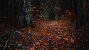 4k ultra hd 8k ultra hd. Autumn 8k Wallpapers Wallpaper Cave