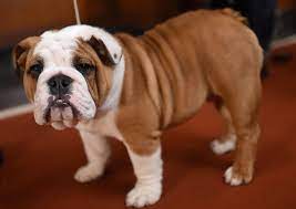 Bull +‎ dog, in reference to bullbaiting. English Bulldog Health Problems Prompt Cross Breeding Call Bbc News