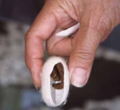 Élevage de vers à soie in a sentence and translation of élevage de vers à soie in english dictionary with audio pronunciation by dictionarist.com. Vers A Soie A Decouvrir